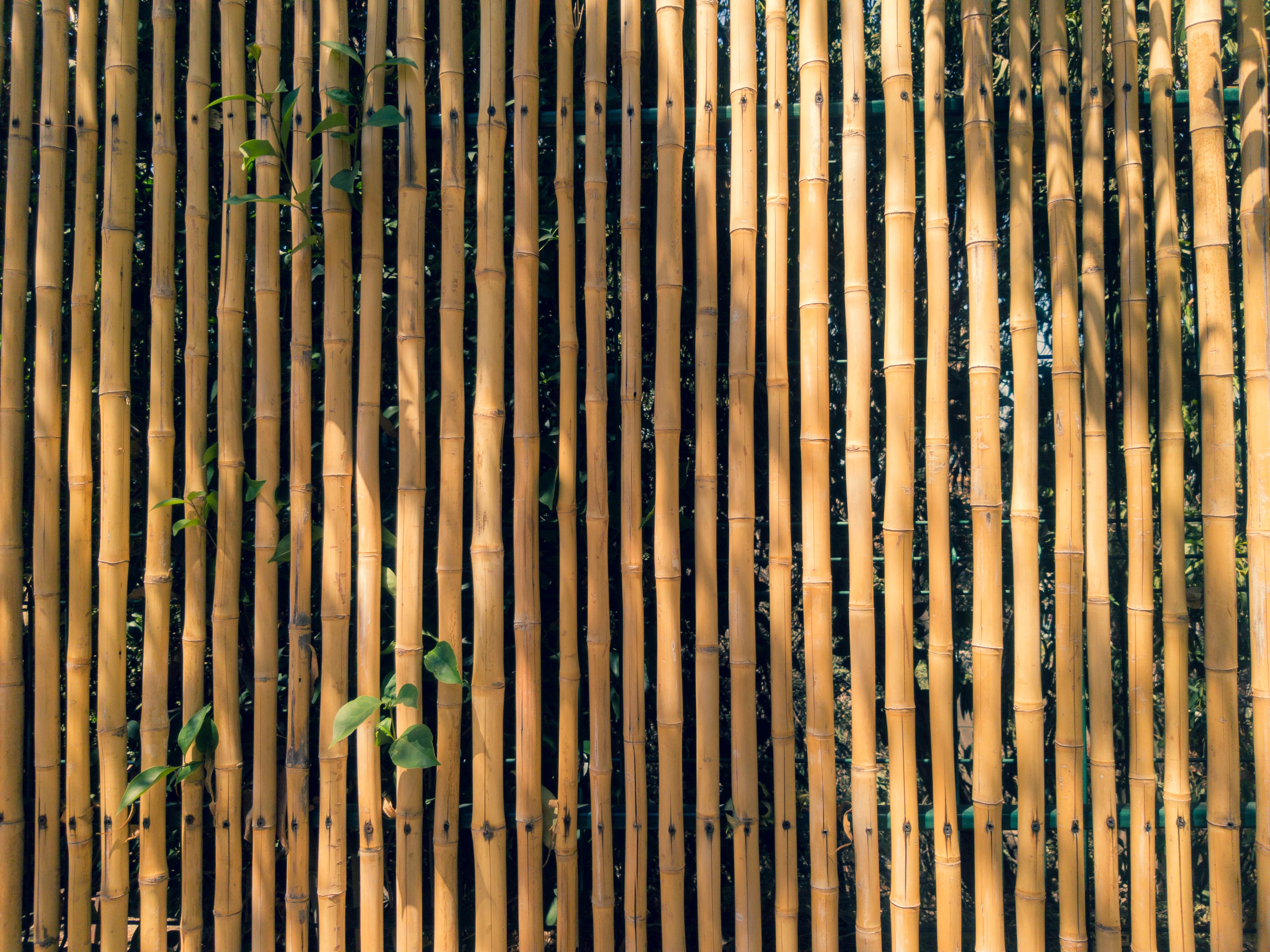 Quels sont les désavantages d’une clôture en bambou ?
